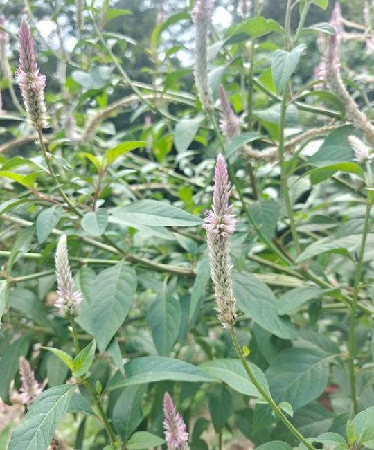 狗尾草是什么科：从形态特征到生态价值全解读