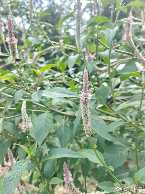 狗尾草是什么科:从形态特征到生态价值全解读 狗尾草是什么科:从形态特征到生态价值全解读