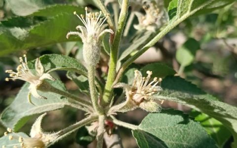 苹果季节是什么时候？苹果的成熟上市时间详解