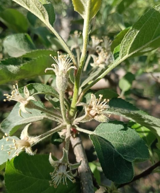 苹果季节是什么时候？苹果的成熟上市时间详解