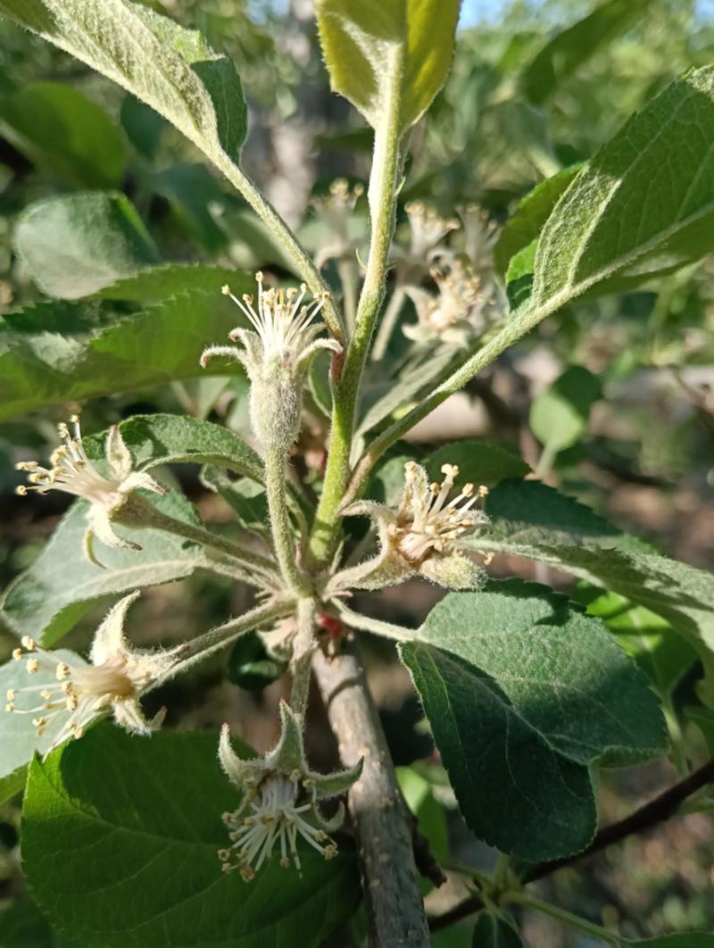 苹果季节是什么时候?苹果的成熟上市时间详解 苹果季节是什么时候?苹果的成熟上市时间详解