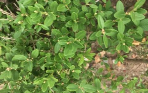 路边常见矮绿化植物选型与施工技术规范