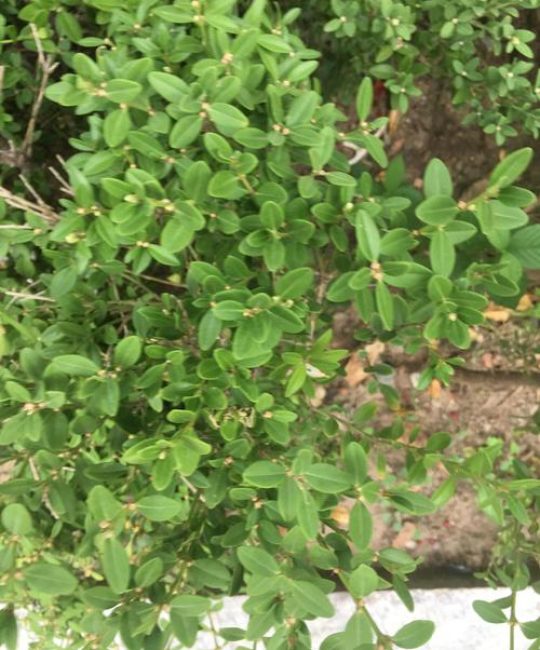 路边常见矮绿化植物选型与施工技术规范