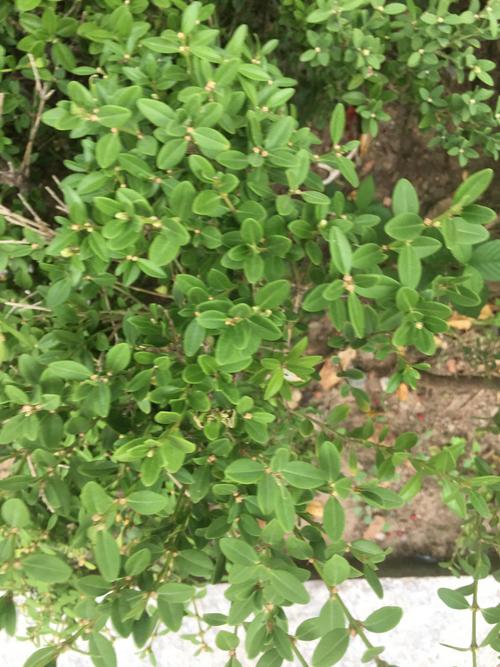 路边常见矮绿化植物选型与施工技术规范