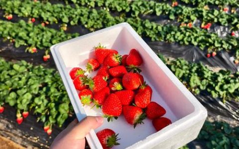 草莓价格行情分析：现在一斤多少钱？影响因素全解析