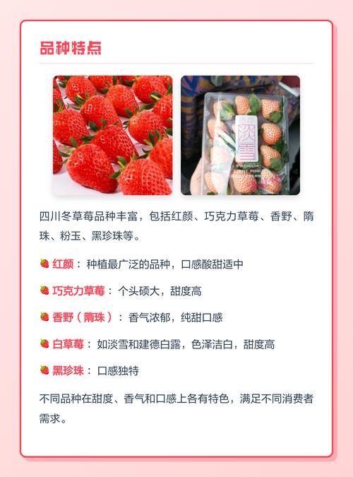 草莓价格行情分析:现在一斤多少钱?影响因素全解析 草莓价格影响总览表