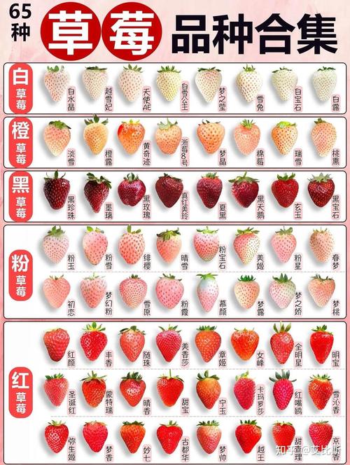 草莓价格行情分析:现在一斤多少钱?影响因素全解析 运输:冷链与距离决定最后成本