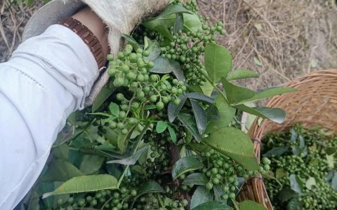 花椒几月成熟采摘？2026年花椒成熟时间表与采收标准