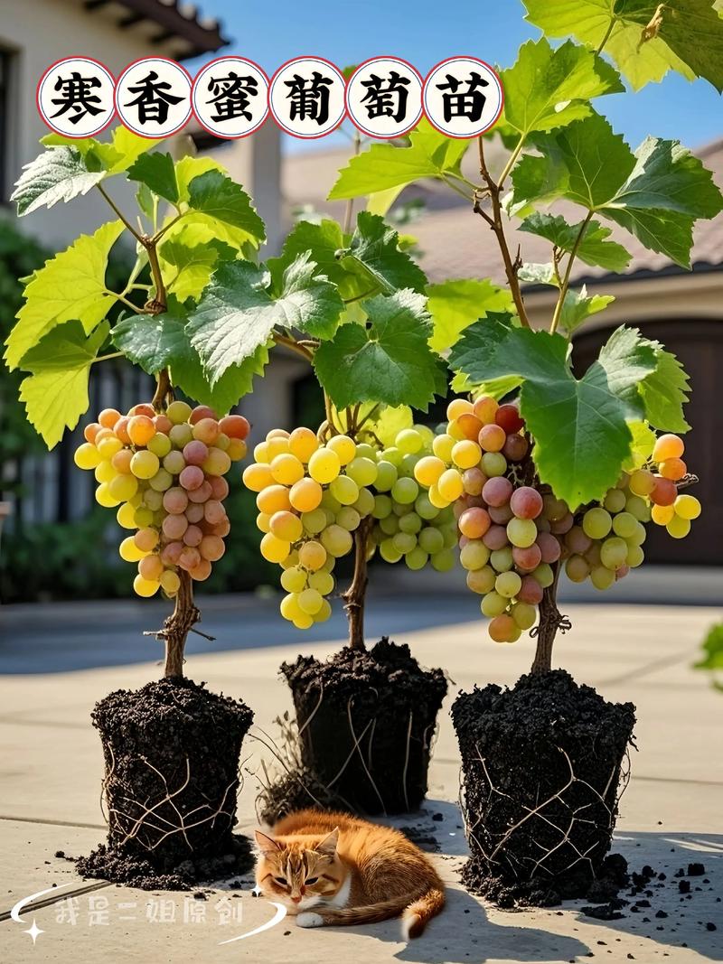 贵州适合种什么葡萄?抗病耐湿品种推荐与种植要点 贵州葡萄种植的四个关键技术动作