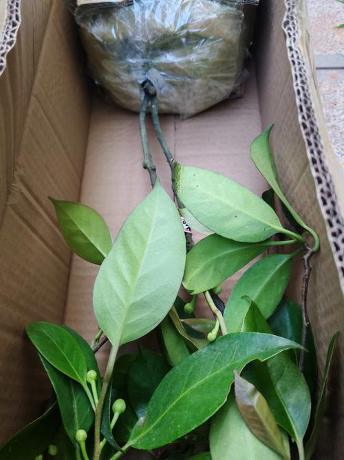 二、北方不同区域的种植可行性评估