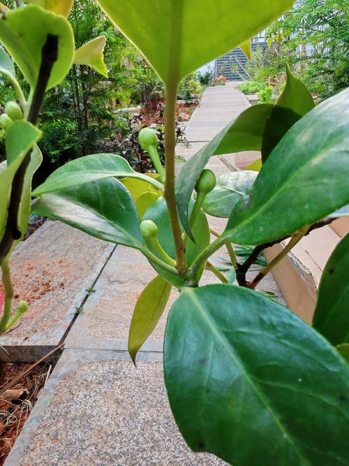 三、北方种植黑老虎的实操指南（以盆栽为例）