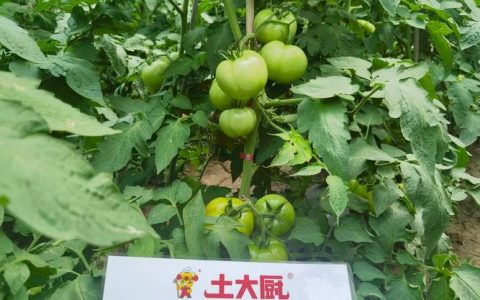 西红柿种植用什么肥料？选对肥，果子甜又多