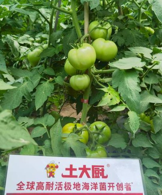 西红柿种植用什么肥料？选对肥，果子甜又多
