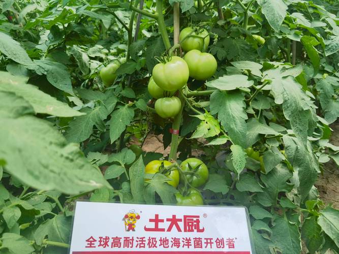 西红柿种植用什么肥料?选对肥,果子甜又多 第一步:基肥是基础,定植前施足