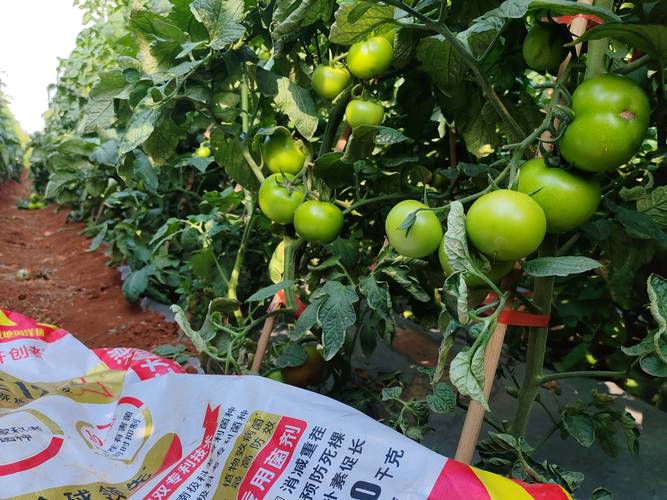 西红柿种植用什么肥料?选对肥,果子甜又多 第三步:叶面肥补短板,增效提质