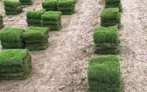 马尼拉草皮哪里最便宜？2026年产地价格与选购指南