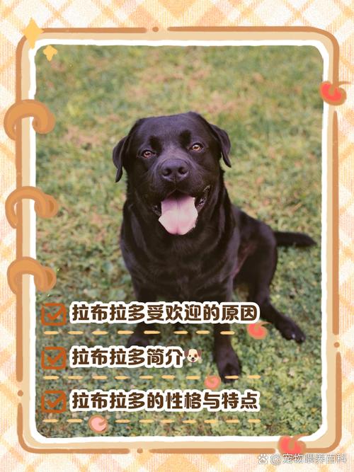 拉布拉多花卉价格:2026年市场参考区间与影响因素分析 购前咨询指南