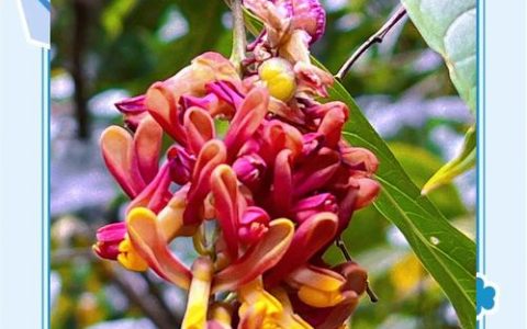 桂花果实有什么用？从观赏到入药，这些隐藏价值值得了解