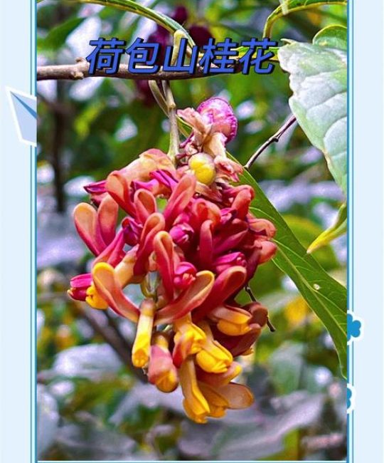 桂花果实有什么用？从观赏到入药，这些隐藏价值值得了解