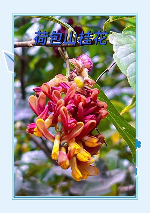桂花果实有什么用?从观赏到入药,这些隐藏价值值得了解 一、桂花果实长什么样?