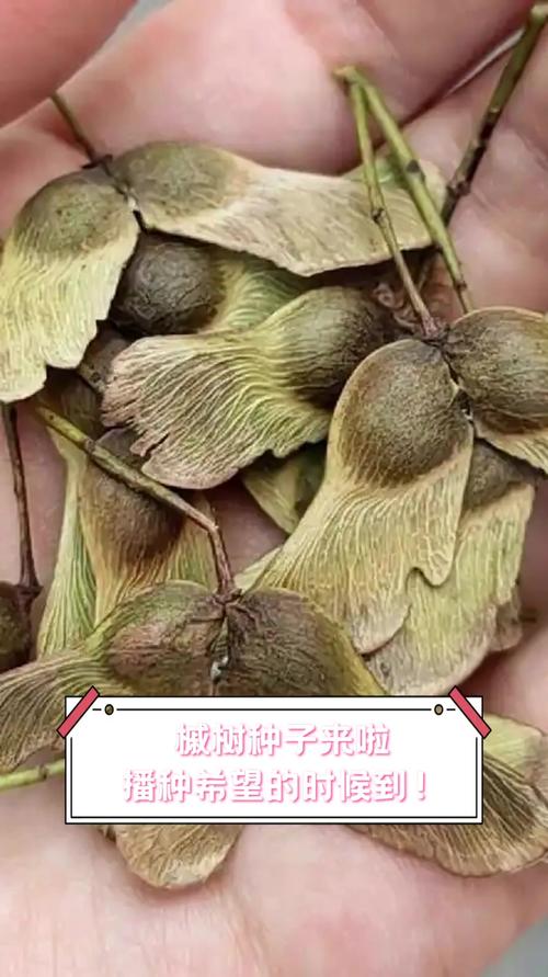 常见答疑：枫树种子常见问题