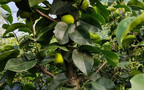 早熟梨品种对比：翠冠、黄冠与丰水哪个好？