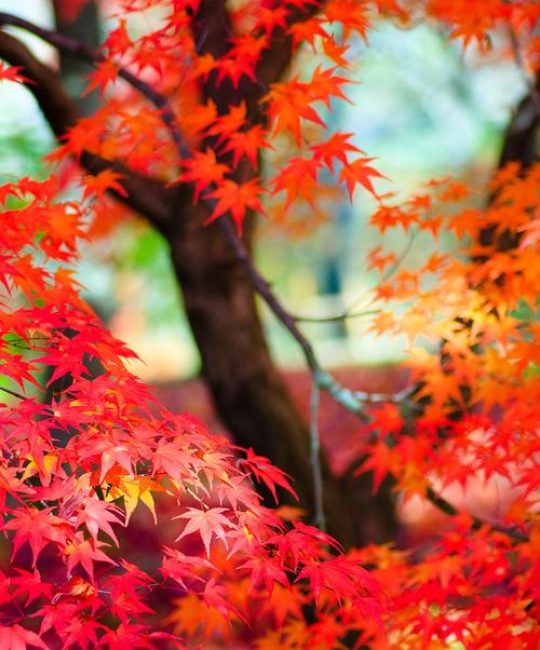 香山红叶的主角：黄栌植物百科