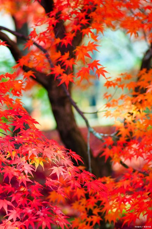 香山红叶的主角:黄栌植物百科 香山红叶的主角:黄栌植物百科