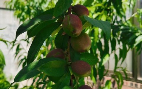 院子里能栽桃树吗？科学种植指南与风险提示