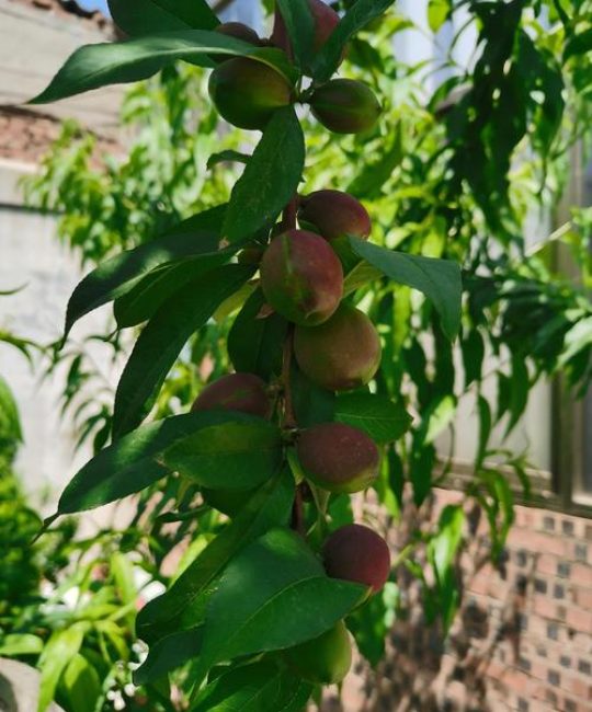 院子里能栽桃树吗？科学种植指南与风险提示