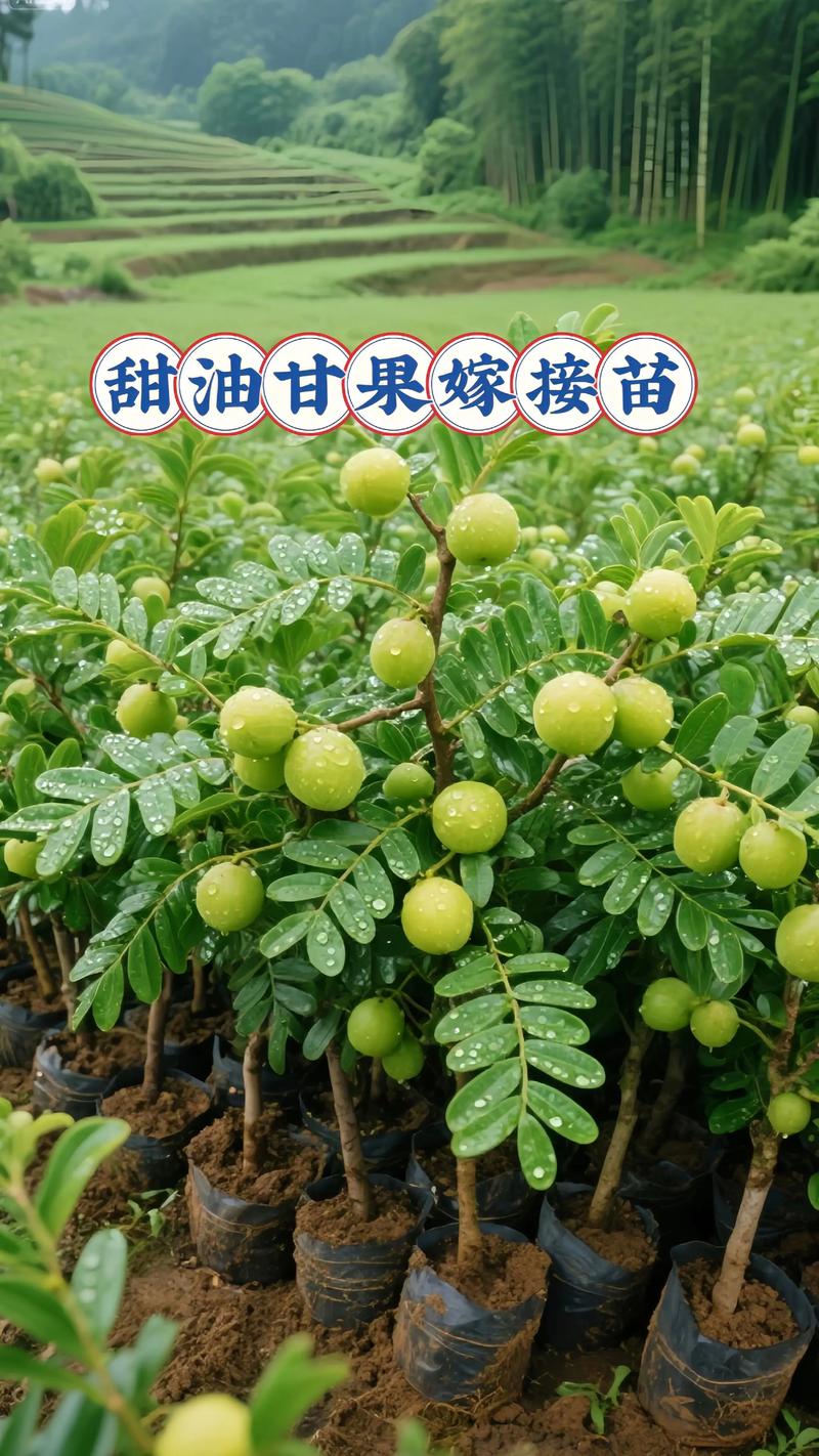 苗木质量自检三步法：嫁接口、根系与苗龄