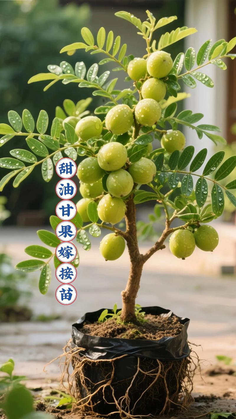 适种地区与气候条件