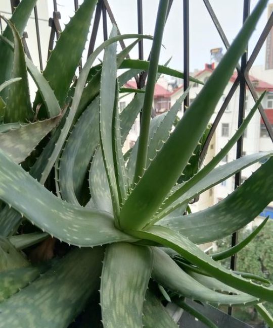 会开花的芦荟有哪些品种？这5种芦荟不仅好养还能赏花