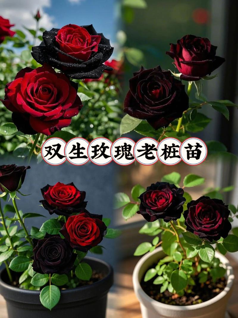 玫瑰苗多少钱一株?2026年最新价格参考与五大影响因素详解 咨询指南:如何获取精准报价?