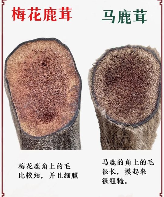 什么品种的鹿茸好？梅花鹿茸 vs 马鹿茸六维度量化对比分析