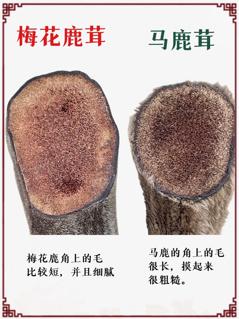 什么品种的鹿茸好?梅花鹿茸 vs 马鹿茸六维度量化对比分析 一、六维度对比总表