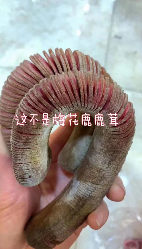 什么品种的鹿茸好?梅花鹿茸 vs 马鹿茸六维度量化对比分析 二、关键维度逻辑解释