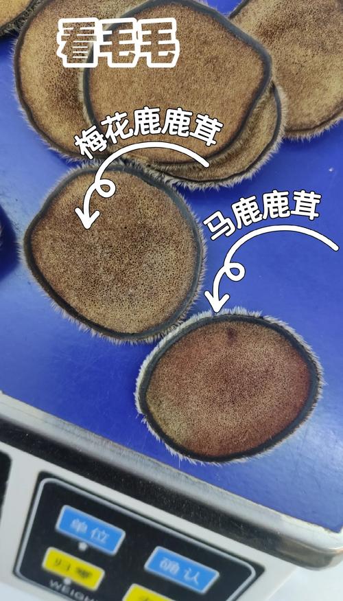 什么品种的鹿茸好?梅花鹿茸 vs 马鹿茸六维度量化对比分析 三、场景化选择建议