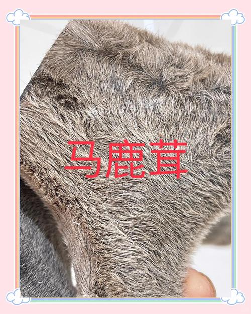 什么品种的鹿茸好?梅花鹿茸 vs 马鹿茸六维度量化对比分析 结论