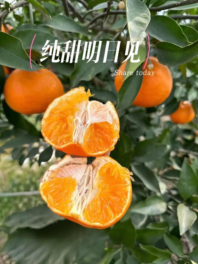 明日见柑橘苗购买渠道全解析:三步锁定优质供应商,规避假苗与低质风险 运输与检疫合规:不可忽视的“隐形门槛”