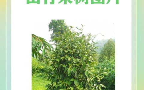山竹果树长什么样子