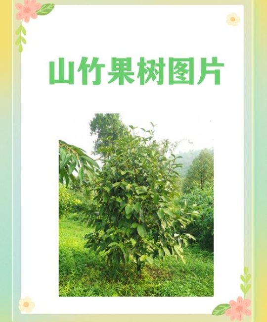 山竹果树长什么样子
