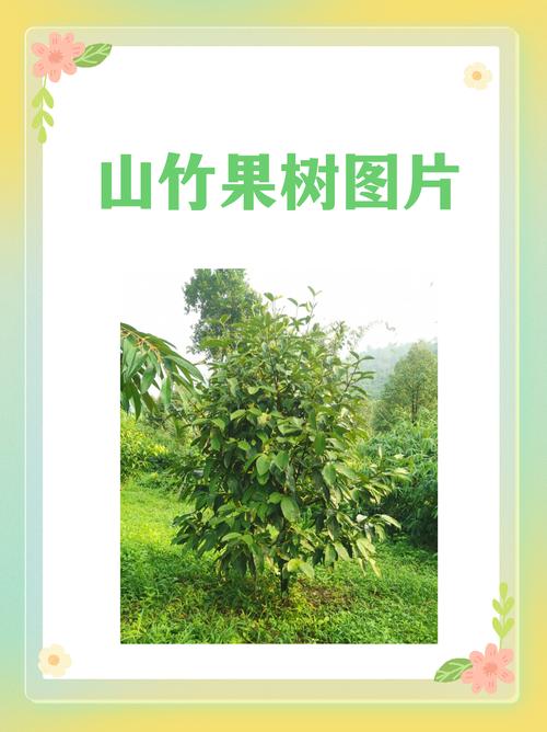 山竹果树长什么样子 山竹果树长什么样子