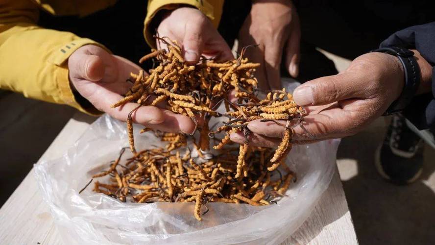 虫草一根多少钱?2025年冬虫夏草价格参考 数量因素:零售 vs 批发