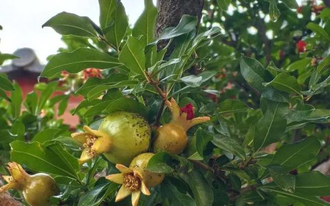 石榴树开花后怎么管理？促花保果的5个关键步骤