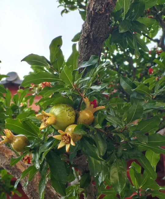 石榴树开花后怎么管理？促花保果的5个关键步骤