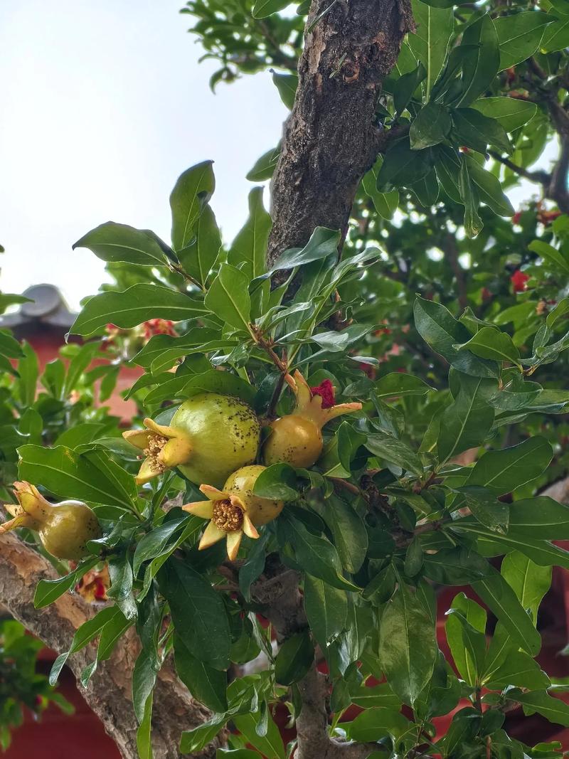 石榴树开花后怎么管理?促花保果的5个关键步骤 石榴树开花后怎么管理?促花保果的5个关键步骤