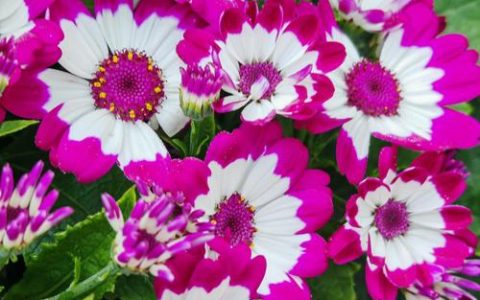 绣球花养护全攻略：光照水肥修剪越冬指南，打造庭院花海