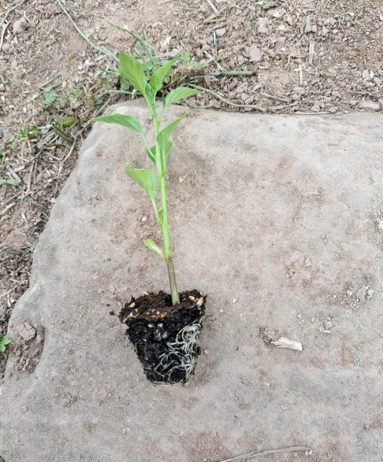 移栽小苗好还是大苗好？家庭与工程场景的成活率对比指南