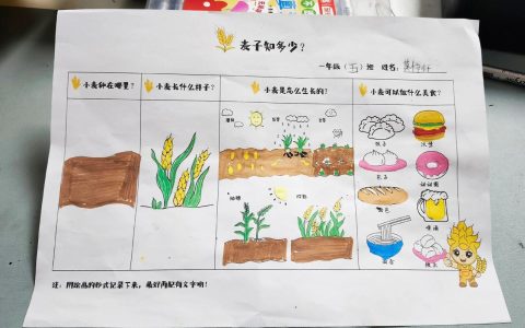 小麦的种子从哪里来？——从野生到餐桌的奇妙旅程
